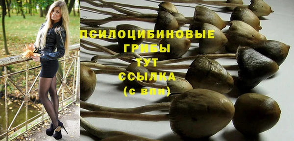 прущие грибы Медвежьегорск